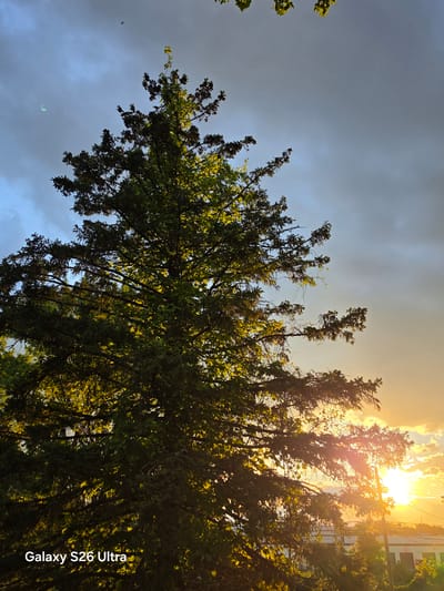 This is a photograph of a large evergreen tree silhouetted against a sunset sky in West Hartford, Connecticut, United States of America. The sun is partially obscured by clouds and tree branches, casting a warm, golden light on the scene. The sky is a mix of blue and gray clouds, with the sunset colors concentrated on the right side of the frame. The tree is tall and full, with dense foliage that creates a dark, shadowy silhouette against the bright sky. In the lower right corner of the image, a building and some utility poles are visible, suggesting an urban or suburban setting. The words "Galaxy S26 Ultra" are watermarked in the bottom left corner, indicating the device used to capture the image.