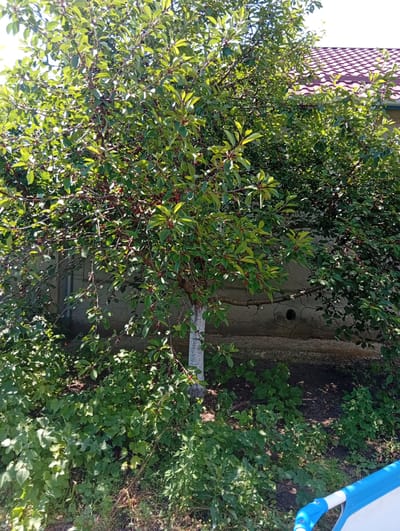 A cherry tree, laden with ripe, dark red fruit, stands prominently in the foreground of this outdoor scene. The tree's branches are full of green leaves, some of which are backlit by the sun, creating a dappled effect. The trunk of the tree is partially painted white, a common practice for protecting trees. In the background, a building with a red tile roof is visible, suggesting a residential setting. A wall, constructed from concrete blocks, runs behind the tree. The ground around the tree is covered with a dense growth of various green plants and weeds. The scene appears to be in a yard or garden, under a clear sky. The image was captured in Tomai, Moldova.