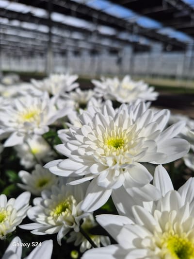 The image displays a dense arrangement of white chrysanthemum flowers with prominent yellow-green centers, presented in a close-up, low-angle perspective. The primary subject is a sharply focused white chrysanthemum in the foreground, exhibiting multiple layers of petals radiating from its core. Numerous other white chrysanthemums are visible throughout the midground, receding into a progressively blurred background. The environment is identified as a greenhouse facility in Hook of Holland, Netherlands, indicated by the diffused structural elements of a large, clear-roofed building visible in the background, allowing bright light to enter. No individuals are present, and no actions or interactions are depicted. The scene is static, focusing on the cultivated flora. The text "Galaxy S24" is visible in the lower-left corner.