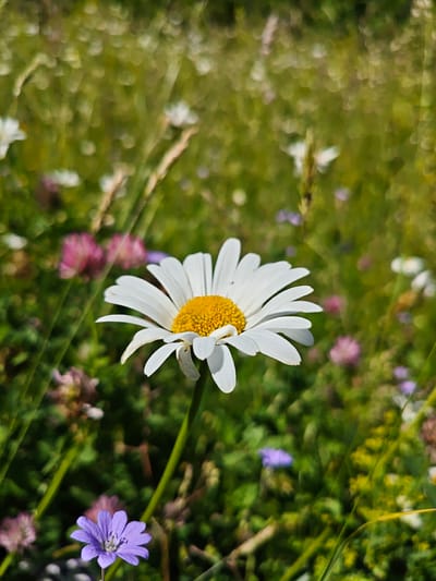 This media file is a close-up photograph of a daisy in a meadow. The daisy, with its white petals and yellow center, is the primary subject and is in sharp focus. The background is a soft blur of green grass, interspersed with hints of other wildflowers, including pink clover and small purple flowers, suggesting a natural, outdoor setting. The lighting indicates it is daytime, likely with bright sunlight, casting subtle shadows and creating a vibrant, natural scene. The image evokes a sense of peace and the simple beauty of nature. There are no people, text, or specific events depicted; it is a static nature shot. The location is identified as Ukeshi, Georgia.