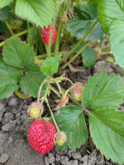The image shows a close-up view of a strawberry plant growing in the soil. A ripe red strawberry is visible in the foreground, with several unripe green and pink strawberries and some leaves of the plant surrounding it. The plant appears to be growing outdoors in a garden or field, with dry soil visible as the background. The location is identified as Kryukov, Russia. There are no people or animals present in the image.