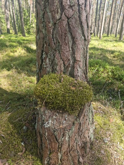 The image is a close-up, eye-level shot of a pine tree trunk covered in moss, set in a forest environment. The tree trunk, which is rough and textured, occupies the majority of the foreground. A thick patch of vibrant green moss is prominent on the trunk, creating a circular mound. The background shows a sun-dappled forest floor covered in moss, grass, and pine needles, with a dense stand of pine trees receding into the distance. The lighting suggests it is daytime with sunlight filtering through the trees. There are no people or animals visible in the image. The scene appears to be located in a forest in the vicinity of Mērsrags, Latvia, characterized by typical Baltic pine forest flora.