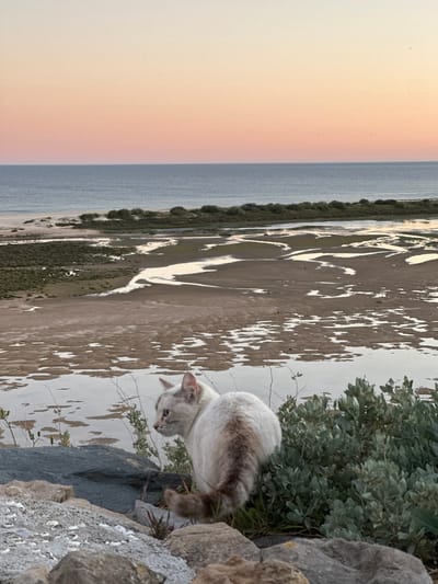 A cat is positioned on a rocky outcrop with vegetation overlooking a coastal scene. The sky, visible on the left side of the image, transitions from a light pinkish-orange to a greyish-blue, suggesting either sunrise or sunset. The landmass features an area of lighter, reflective patches, possibly indicating tidal flats or shallow water. A strip of green vegetation runs along the edge of the water. The location is Vila Real de Santo António, Portugal.