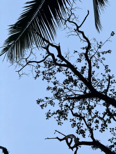 The image is a silhouette of tree branches and palm fronds against a pale blue sky. The trees appear bare in some areas, with intricate, twisted branches, while other sections are adorned with small leaves and clusters of what might be flowers. The palm fronds are dark and spiky, positioned at the top left and top right of the frame. The overall scene suggests an outdoor environment, likely in a tropical or subtropical location, possibly Luang Prabang, Laos, given the presence of palm trees and the type of vegetation. There are no people or visible actions depicted in the image. The lighting is diffused, indicating it might be dawn or dusk.