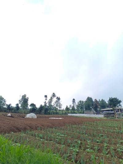 A vibrant field of green crops stretches towards the horizon. In the middle ground, cultivated brown earth rises slightly, with protective coverings partially obscuring the soil. A line of trees marks the boundary, a building partially visible among them. The sky, mostly white, is tinged with grey clouds. A hint of green vegetation is at the bottom of the frame.