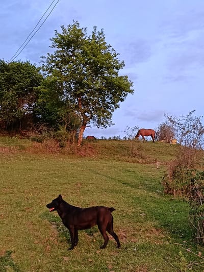 The image depicts a landscape in Yuada-Gulrypsh, Abkhazia. A black dog stands on a grassy slope in the foreground. In the mid-ground, a brown horse grazes on a hilltop. The background consists of trees and a sky with scattered clouds. A power line is visible in the upper left corner of the frame.