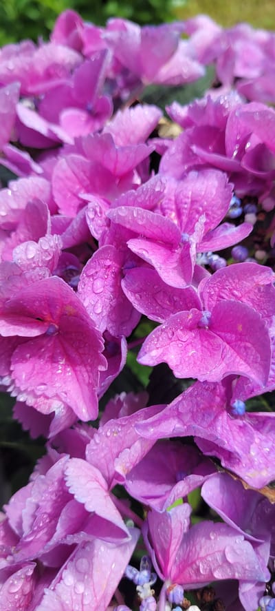 A close-up, vertical shot captures a cluster of vibrant pink hydrangea flowers, glistening with water droplets after a rain. The petals are delicate and slightly ruffled, showcasing various shades of pink and hints of purple. Some of the smaller florets in the background are a deep blue and white. The image is focused on the flowers, with a blurred green background suggesting foliage. The scene is likely an outdoor garden in Dietzenbach, Germany, where hydrangeas are common in residential and public green spaces. There are no people or animals present. The lighting appears natural, indicating it was taken during the daytime.
