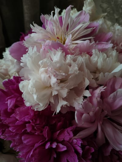 The image displays a close-up, vertical shot of a bouquet of peonies. The flowers exhibit a range of colors, primarily deep magenta, soft pink, and white, with some petals tinged with lighter shades. The peonies are in full bloom, showcasing their layered and ruffled petals. The lighting suggests an indoor setting, possibly with natural light filtering in, creating soft shadows and highlighting the textures of the flowers. The background is dark and out of focus, with hints of a textured fabric, possibly a curtain. There are no people or visible text in the image. The overall mood is serene and focused on the natural beauty of the flowers. The location context of Yuzhny, Russia, does not provide specific visual cues within the image itself.