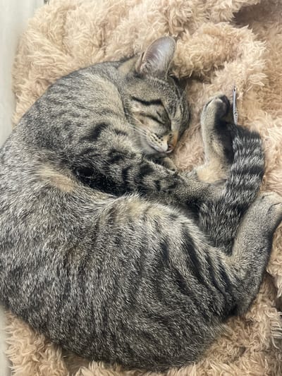 A gray tabby cat is curled up and sleeping on a light brown, fluffy blanket. The cat's head is on the left side of the image, and its tail is curled around its body on the right. A small white tag is visible near one of the cat's paws. The scene is likely indoors. There is no evidence to determine whether the location is in Lagoa (Nossa Senhora do Rosário), Portugal.