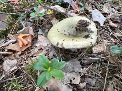 A light green mushroom with a textured cap is growing on the forest floor amidst fallen leaves, pine needles, moss, and small green plants. The mushroom cap is speckled with dirt and debris.