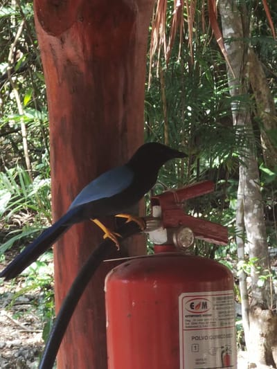 The image shows a black and blue bird perched on a red fire extinguisher. The bird's feet are yellow. The fire extinguisher is situated on a wooden post, and the background features green foliage. The coordinates (latitude: 20.492, longitude: -87.258) are within the city of San José, Mexico. The image was likely taken within a park, as there are trees and bushes around. It is a warm day, with the sun illuminating the scene.