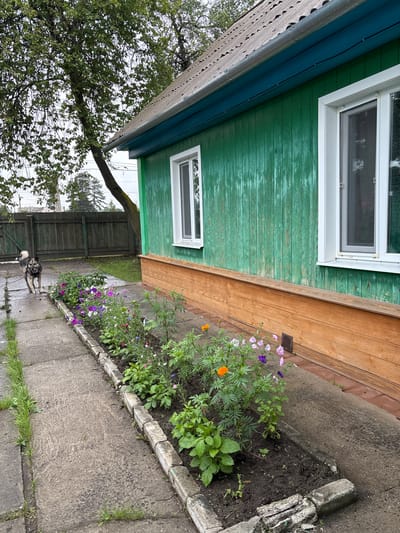 A side view of a weathered, bright green wooden house in Gonja, Russia. The house has a grey asphalt shingle roof and a blue trim under the eaves. Two white-framed windows are visible on the side of the house. A wooden fence is in the background. In the foreground, a narrow concrete walkway runs alongside a raised flower bed filled with a variety of colorful flowers, including orange marigolds and purple and pink bell-shaped flowers. A medium-sized dog with grey, brown, and white fur walks on the wet concrete walkway. The ground appears to be damp, suggesting recent rain. The environment is rural or suburban.