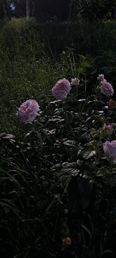 The image depicts a cluster of pink roses in a garden setting, with lush green grass and foliage. The lighting suggests it is either dawn or dusk, as the scene is dimly lit and the shadows are long. The roses appear to be fully bloomed, with delicate petals. The environment is natural and serene. The image was taken in Rădoaia, Moldova. There are no people or animals visible in the image. The focus is on the natural beauty of the roses and their surroundings.