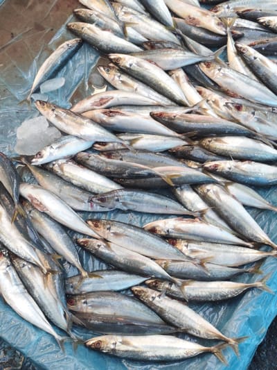 A dense pile of fresh, silvery fish lies on a crinkled blue plastic surface. The fish are packed tightly together, creating a shimmering mass. Some have slightly opened mouths. Small pieces of ice are scattered among them. The overall impression is of a recent catch, ready for sale or preparation.