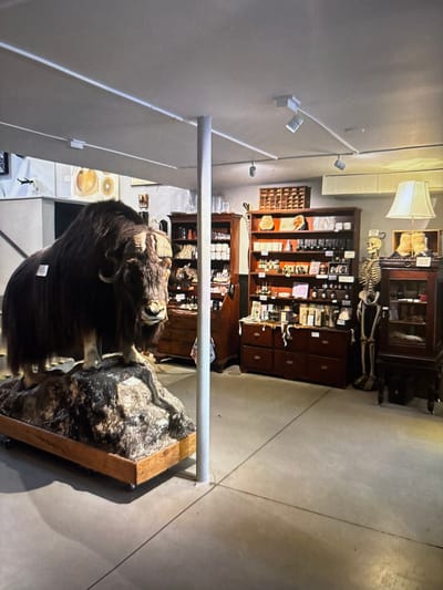 An interior shot displays a mounted musk ox on a wooden platform in the foreground. Behind it, antique wooden cabinets and drawers display various items, including a human skeleton. Track lighting is visible on the ceiling. The room features a concrete floor. The orientation of the photo is rotated counterclockwise.