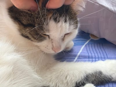 The image shows a close-up of a calico cat being petted by a human hand on its head. The cat is lying down on a purple and blue striped surface, possibly a bed or sofa, with a light-colored pillow behind it. The cat's eyes are closed, indicating it is relaxed. The lighting suggests an indoor setting. There is no information in the image to suggest a location in the city of Колычёво, Russia.