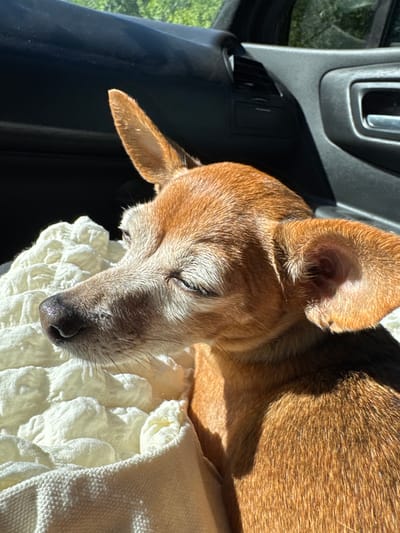 A close-up, overhead shot captures a small, tan dog sleeping on a fluffy white blanket inside a vehicle. The dog, with its eyes closed, is facing to the right of the frame, its snout resting on the blanket. Sunlight streams in from the left, casting shadows and highlighting the dog's fur, which appears slightly silvered around its muzzle. The interior of the car is visible to the left, with a black door panel and a silver door handle. Green foliage is visible through a window in the background, suggesting an outdoor setting. The image conveys a sense of peace and rest, with the dog appearing comfortable and deeply asleep. The time of day is likely daytime, given the strong sunlight. There is no visible text in the image.