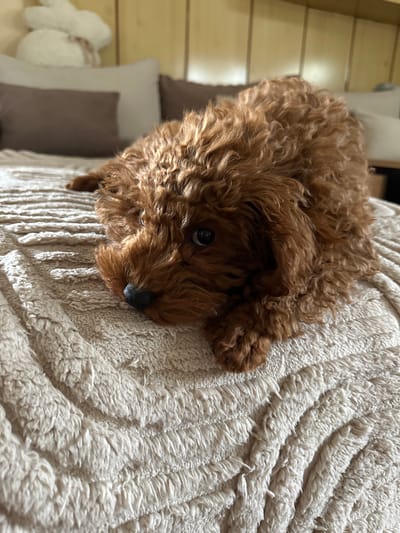 A brown, curly-haired dog is lying on a textured, off-white blanket. The dog is facing slightly down and to the right. A portion of a light-colored wooden surface and a pillow are visible in the background. The location is not discernable from the image.