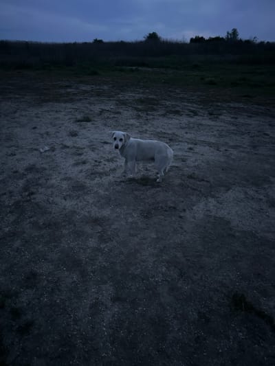 A dog stands on a dirt path with a grassy, tree-lined area to the left. The scene appears to be in Trastikovo, Bulgaria, based on the user prompt. The lighting is dim, suggesting it is dusk or night.