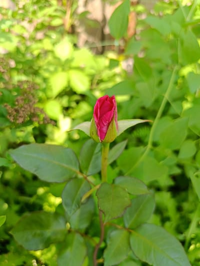 A close-up, vertical, outdoor shot captures a single, tightly closed pink rosebud at the center. The bud is supported by a green stem, and surrounded by lush green foliage. The background is softly blurred, suggesting a garden setting in daylight. The specific location within the city of Бархатово, Russia cannot be determined from the image alone.