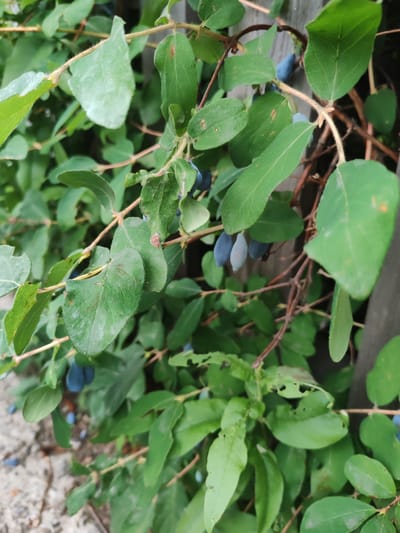 The image shows a close-up view of a honeysuckle bush with several ripe, elongated blue berries. The bush is densely leafy with green foliage and thin, brown stems. Some of the leaves show signs of minor damage, such as small holes. The background consists of a vertical wooden post, likely part of a fence or trellis, and a rough, gravelly ground surface. The lighting suggests an outdoor environment, possibly in a garden or natural setting. The scene appears to be located in the city of Molodezhny, Russia, though this context is not directly depicted within the image itself. There are no people or animals visible in the frame.