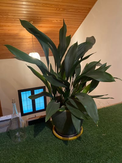 The image presents an indoor scene, possibly in Courpière, France, captured from a high, tilted angle looking down. The central subject is a large, vibrant green potted plant, likely an Aspidistra elatior (Cast Iron Plant), characterized by its long, dark green leaves. The plant is housed in a dark pot with a distinctive yellow or ochre-colored rim that appears somewhat aged.
The plant rests on a floor covered in artificial green turf, suggesting an interior space designed to evoke an outdoor feel, such as a sunroom or a themed room. To the left, a wall features light brown, vertical wooden paneling. A ceiling-mounted light fixture with a glowing, translucent white shade hangs from the white or off-white ceiling, providing warm illumination. In the background, a dark-framed window with multiple panes displays a cool blue tint, contrasting with the room's warm artificial lighting. A large, clear glass bottle, resembling a demijohn or carboy with a cork stopper, lies on its side on the artificial grass near the window.
The artificial light sources indicate that the scene is set during the evening or night. No people are visible, and no specific activity is taking place. There is no legible text present in the image.