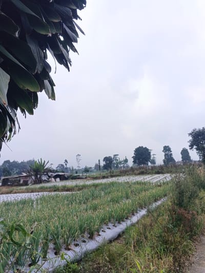A landscape features a field of green crops growing in rows covered by white plastic. Trees dot the horizon under an overcast sky. Lush foliage fills the foreground, obscuring parts of the view. A building appears on the left side amidst the vegetation. The overall scene conveys a sense of rural serenity.