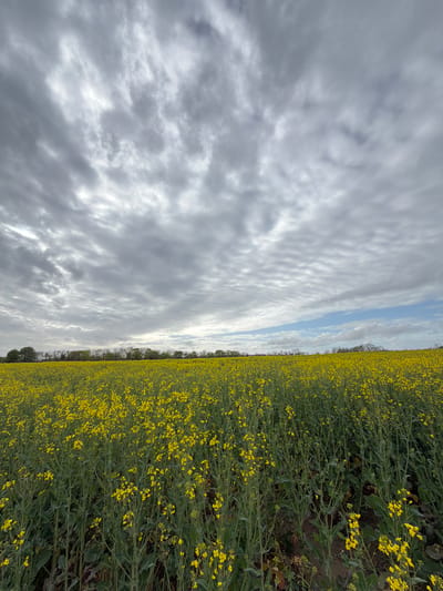 The image shows a field of yellow rapeseed flowers under a cloudy sky. The field extends to the horizon. The sky is mostly covered with gray and white clouds, with a sliver of blue visible. The image is a landscape photograph taken in what is likely the countryside, and given the request, is probably located in or near Auvers-sur-Oise, France. There are no people visible. The key objects are the rapeseed field and the cloud-filled sky. The time of day is unclear but the light suggests it is daytime.