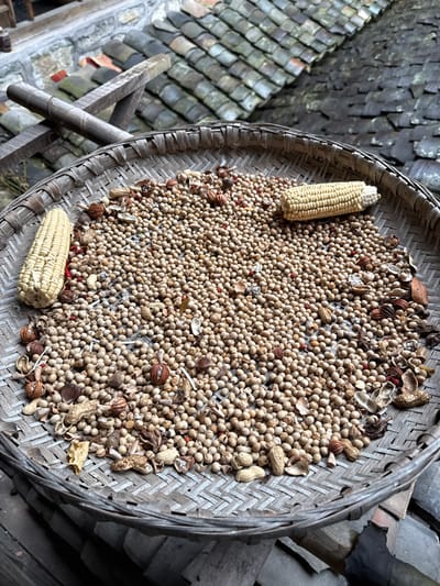 The image displays a large, circular, woven bamboo winnowing basket positioned outdoors in Gongtan, China. The basket is filled with a dense layer of small, uniform, light brown, spherical seeds, consistent with dried soybeans. Two husked and dried corn cobs are present within the seeds: one on the left side of the frame, oriented horizontally, and another on the right, also horizontal with a truncated end. Scattered among the primary seeds are various organic fragments, including empty and partially shelled peanut pods, darker brown seed husks (some resembling star anise pods), and occasional small red specks. The background features the weathered, dark grey/brown overlapping roof tiles of traditional buildings, indicating an elevated perspective. A rough wooden beam structure, potentially part of a drying rack or railing, is visible in the upper-left, above stone masonry. No individuals are present in the scene.