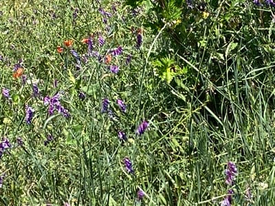 The image depicts a dense, sunlit meadow filled with a variety of wild flowers and tall grasses. The dominant colors are various shades of green from the foliage, interspersed with vibrant purple flowers and patches of bright orange. The flowers appear to be small and clustered, growing on thin stems that weave through the taller grasses. Some of the purple flowers are in focus, showing intricate petal structures, while others are blurred, suggesting depth of field and movement within the scene. The orange flowers, possibly poppies, stand out against the green and purple. The environment appears natural and untamed, suggesting a rural or natural setting. There are no people or animals visible in the image. The overall impression is one of a thriving, colorful natural landscape.