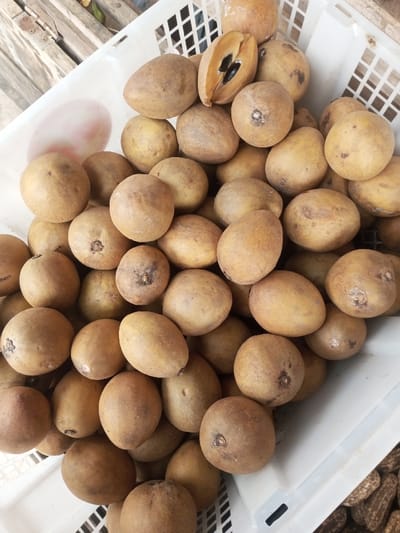A basket overflows with sapodilla fruits. Their round to oval shapes are a uniform brown hue. One fruit is cut open, revealing dark seeds nestled within the light-colored flesh. A white plastic basket contains the bounty, and a wooden surface is visible in the background. The sapodillas appear ripe and ready to eat.