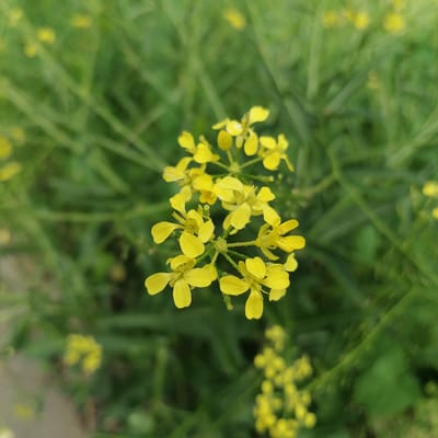 A close-up, top-down view focuses on a cluster of small, vibrant yellow flowers with green foliage in the background. The flowers are arranged in a raceme, with individual blossoms featuring four petals. The shallow depth of field blurs the surrounding green plants, creating a soft, natural bokeh effect. The scene appears to be outdoors, likely in a garden or natural setting. There is no indication of human presence or activity within the frame.