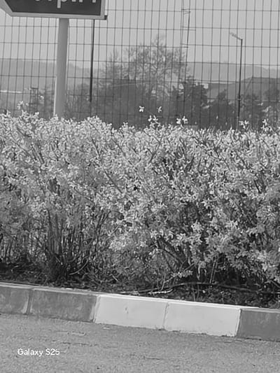 A black and white photograph depicts an outdoor scene in Novo Delchevo, Bulgaria, focused on a flowering hedge along a paved area. The foreground shows a dark paved surface adjacent to a curb formed by multiple light-colored concrete blocks. Behind the curb, a dense, manicured hedge of bushes is prominent, featuring numerous small, light-toned blossoms or leaves, suggesting spring. Immediately beyond the hedge, a tall chain-link fence spans horizontally across the middle ground. In the background, visible through and above the fence, are elements including a partial view of a large commercial sign on a pole to the left, distant bare trees and obscured structures, a slender tower, and a street light to the right. The horizon features hazy, distant hills or landforms. No individuals are present, and no specific actions are occurring. A "Galaxy S25" watermark is visible in the bottom left corner.
