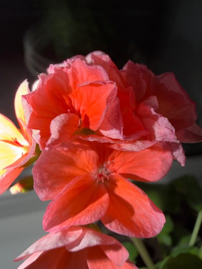 This is a close-up photograph of a cluster of vibrant salmon-pink flowers, likely geraniums, in what appears to be a garden setting in Шемордан, Russia. The lighting suggests it is either early morning or late afternoon, with strong light casting distinct shadows across the delicate, crinkled petals. The background is a deep, soft blur of dark greens and blacks, with hints of sunlight illuminating some of the foliage, creating a bokeh effect.
The flowers are the sole focus, with several blooms in various stages of openness. One large flower in the center-right is fully open, showcasing its intricate petal structure and a hint of the stamen in its core. To its left, another bloom is partially open, revealing layers of ruffled petals. The bottom of the frame shows another flower that is brightly lit from below, with yellow and lighter pink tones, suggesting it might be a different flower or a different part of the same plant illuminated by indirect light.
The texture of the petals is very prominent, with visible veins and a slightly velvety or papery appearance. The colors are rich and saturated, with subtle gradations from deep pink to lighter coral hues. There are no people, animals, or man-made objects visible in the frame. The overall mood is peaceful and natural, emphasizing the beauty and detail of the flowers.