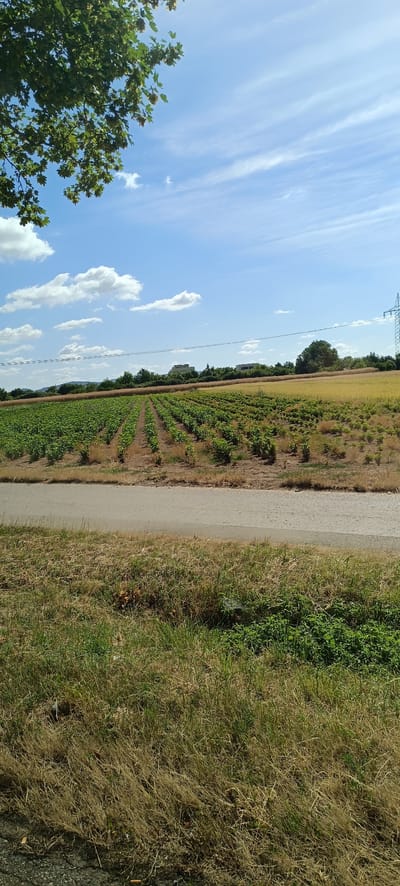 The image shows a rural landscape on a sunny day with a blue sky and white clouds. In the foreground, there is a dirt road with dry grass and some green plants. Beyond the road, there are rows of green crops, likely a vineyard or vegetable field, stretching into the distance. Further back, there is a field of golden crop, possibly wheat or barley. A line of trees separates the fields from a few buildings, including what appears to be a church spire and modern structures. In the far right of the image, a tall electricity pylon with power lines crossing the sky is visible. The scene suggests an agricultural area on the outskirts of a town. This location is on the outskirts of Fellbach, Germany, specifically in the area known for its vineyards, likely towards the northern or western edge of the town, bordering rural agricultural land.