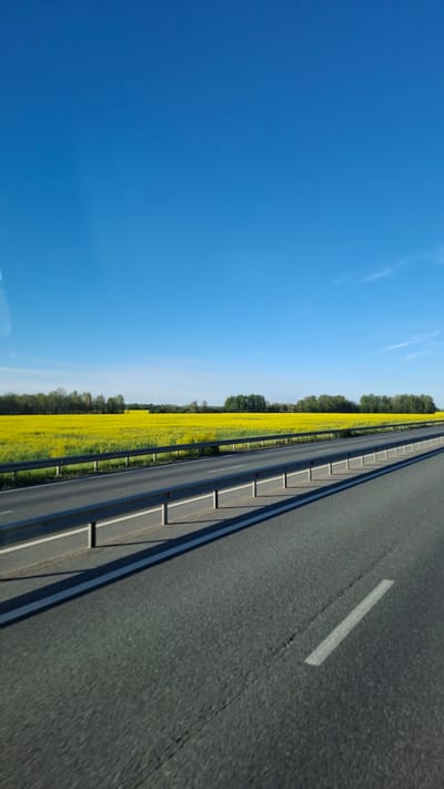 The image depicts a side-view of a road, possibly a highway, with a bright blue sky dominating the left side of the frame. The road itself is asphalt, marked with a white line indicating a lane. To the right of the road, there is a guardrail, and beyond that, a vast field of bright yellow flowers, likely rapeseed, stretches towards a line of trees in the distance. The sun appears to be high in the sky, suggesting it is daytime, and the clear sky indicates fair weather. The scene is a rural landscape, consistent with a location in Russia. There is no visible text in the image.