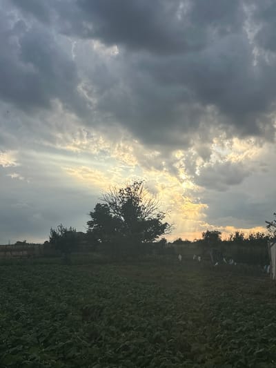 The image captures a rural landscape at Golyam Chardak, Bulgaria, under a dramatic sky. The foreground is dominated by a dense field of green plants, likely crops, with some small white blossoms visible. In the mid-ground, a large, bare-branched tree stands silhouetted against the sky, with a scattering of smaller trees and vegetation behind it. A structure, possibly a building or shed, is partially obscured by trees to the left of the main tree. Several white objects, possibly bags or tarps, are scattered across the field in the mid-ground, some appearing to be tied or draped. The background features a line of trees and a fence.
The sky is filled with heavy, dark clouds, but shafts of bright sunlight pierce through, creating a dramatic crepuscular ray effect. The sun appears to be setting or has recently set, casting a warm, golden light on the clouds and horizon. The overall impression is one of a cloudy, potentially stormy, evening transitioning to dusk in a rural agricultural setting.