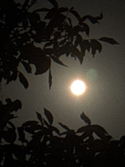 A full moon is visible through the branches of silhouetted trees. The moon is a bright, glowing orb with a soft halo, appearing slightly to the right of the center of the image. The surrounding sky is a muted grey, with a grainy texture suggesting a low-light or night photograph. The branches and leaves of the trees are dark and indistinct, forming a natural frame around the moon. The image appears to be taken outdoors, possibly in a park or residential area within the city of Protopopivka, Ukraine, given the presence of trees. There are no people or other discernible objects in the scene.