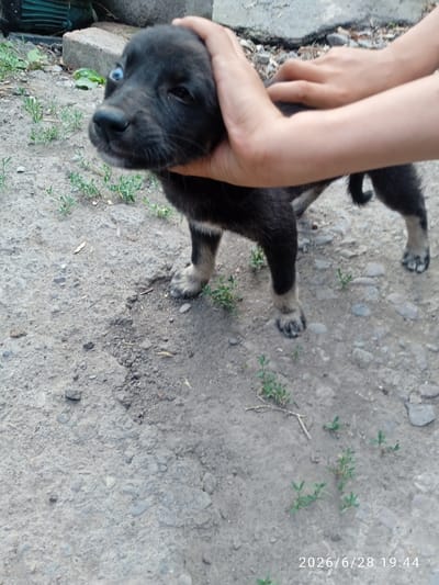 In an outdoor setting with a gravelly ground, a young black dog with blue eyes is being held by a person's hands. The dog's head is tilted slightly, and it appears to be looking towards the left of the frame. Green foliage is scattered across the ground. In the background, there are some concrete blocks and what appears to be a green object, possibly machinery. A timestamp in the bottom right corner indicates "2026/6/28 19:44".