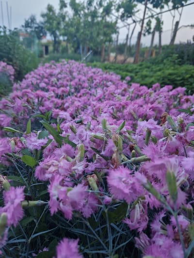 A close-up, ground-level shot of a dense bed of pink, fringed flowers is taken in Laka, Bulgaria. The flowers are closely packed together, blurring into a mass of pink in the distance. Green foliage is interspersed among the blossoms. In the background, out of focus, are trees and shrubs, with what appears to be a building or structure partially visible. The overall scene suggests a garden or landscaped area. The photograph is oriented with the flowers in the foreground and the background scene receding from right to left.