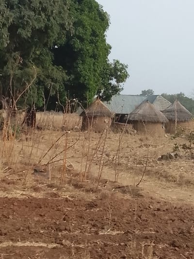 The image displays a rural landscape in Jibam, Nigeria, under a hazy, light gray sky. The immediate foreground consists of freshly tilled, reddish-brown earth. Moving into the midground, the terrain transitions to dry, light brown scrubland characterized by sparse, withered vegetation and numerous thin, bare, thorny stalks. In the background, a cluster of structures is visible. On the far left, a large, verdant tree with dense green foliage partially frames the scene. To the right of the tree, three traditional, circular huts with light brown earthen walls and conical thatched roofs are arranged. Behind these huts, a larger, rectangular building with a gray corrugated metal roof is discernible. No individuals, specific actions, or explicit interactions are depicted.