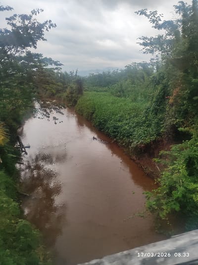 The image displays a brown, sediment-laden river flowing through a densely vegetated environment within the city of Ureña, Venezuela. The scene is observed on 17/03/2026 at 08:33 under a light gray, overcast sky. Both riverbanks are extensively covered with green foliage, including tall trees and dense undergrowth. Submerged organic debris, resembling logs, is visible near the left bank. An elongated, dark object is partially submerged in the river near the right bank, further downstream. The river's surface reflects the sky and surrounding vegetation. In the background, vegetated hills or mountains are discernible under the cloudy conditions. A concrete or stone structure, consistent with a bridge railing, is present in the lower right foreground. No individuals are depicted.