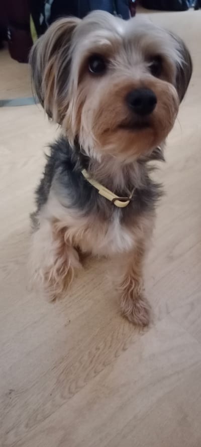 A Yorkshire Terrier dog is sitting on a light-colored wooden floor. The dog is facing the camera and appears to be looking directly at it. Its fur is a mix of gray, tan, and white. It is wearing a light-colored collar. The background is blurred, but appears to be indoors, possibly a room with dark furniture. The dog is the primary subject of the image. There is no indication of the location in Galapagar, Spain.