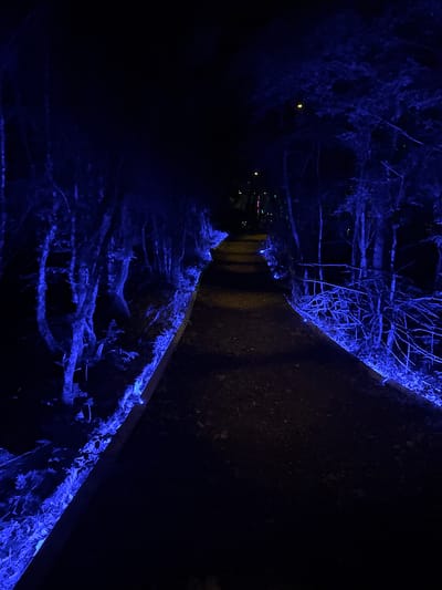 The image displays an outdoor night scene in Bukovik, Montenegro, featuring a winding pathway bordered by illuminated trees and vegetation. The central foreground and midground are occupied by a dark, unpaved pathway, appearing to be dirt or gravel, which curves gently to the right as it recedes into the distance. On both the left and right sides of the pathway, trees with visible trunks and branches, along with dense undergrowth, are strongly illuminated from below by bright blue lights. This blue light creates intense highlights on the tree bark, branches, and ground cover, contrasting sharply with the predominantly dark environment. The pathway itself receives only indirect illumination, appearing very dark. In the upper-midground, faint, warmer-toned lights, possibly yellow and hints of other colors, are visible through the distant trees, suggesting further illumination or structures. No individuals, animals, or specific activities are depicted within the frame.