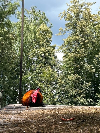 In Lapshinka, Russia, a rooster with vibrant orange, black, and red plumage is resting on a wooden surface. The rooster is facing away from the camera, with its head turned to the side, revealing its prominent red comb and wattle. The surface it sits on appears to be weathered wood, possibly part of a coop or platform, and is covered with scattered feed and debris. Behind the rooster, a dark vertical pole stands prominently, partially obscured by the bird. The background is dominated by lush green trees with dappled sunlight filtering through their leaves, suggesting an outdoor setting on a bright, possibly cloudy day, given the sky's appearance. The overall impression is a peaceful rural scene.