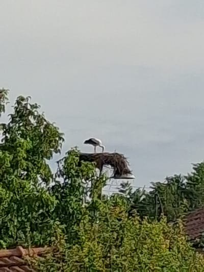 The image shows a stork standing in its nest, which is perched on top of a structure, possibly a pole or a chimney, amidst lush green trees and some rooftops. The sky is overcast and the lighting suggests it is daytime. The stork is a silhouette against the sky, with its long neck and legs clearly visible. The nest is made of twigs and branches. The surrounding environment appears to be a residential area, likely in the city of Goran, Bulgaria, given the context.