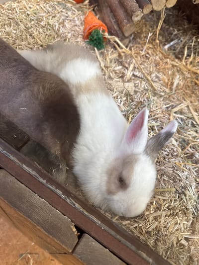 The image shows two rabbits resting in a pen. One rabbit is primarily white with brown markings on its head, back, and ears. The other rabbit is gray. The rabbits are lying on a bed of hay and wood shavings. A small wooden structure is in the upper left of the frame. A toy carrot is visible nearby. The pen is constructed of wood and metal, and the background shows a glimpse of what might be the floor of a building. I can not verify the location of the image in Villebon-sur-Yvette, France without further information.