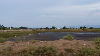 A wide shot captures a rural landscape, likely in Pasi ie Leubeue, Indonesia, under an overcast sky. In the foreground, a dirt embankment with sparse vegetation is visible. Beyond this, a dark, shallow body of water, possibly a pond or paddy field, occupies the middle ground. Several white egrets are scattered across the edge of this water. The background features a treeline and a cluster of small buildings, including houses and structures that appear to be agricultural. Distant hills are faintly visible on the horizon. The scene conveys a sense of tranquility and rural life.