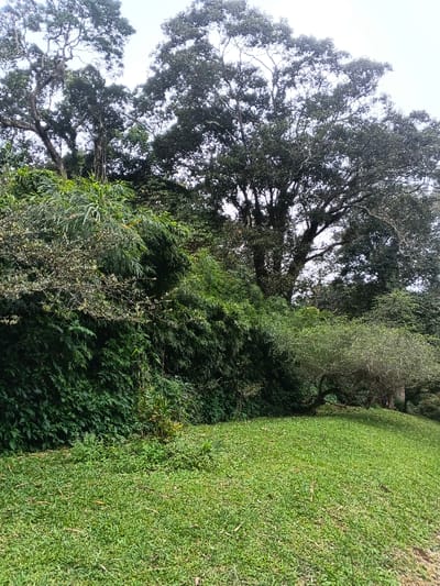The image displays a lush natural landscape within Tây Ninh, Vietnam. The foreground features a gently sloped expanse of vibrant green grass, sparsely dotted with brown organic debris. Behind the grassy area, a dense, verdant wall of vegetation rises, composed of various plant species including bamboo with its characteristic slender leaves and other broadleaf shrubs. Midway up the right side, a distinct, smaller tree with lighter green foliage and a visible, curved trunk stands at the edge of the dense vegetation. The background is dominated by several large, mature trees with thick, dark green canopies and prominent gnarled branches, some exhibiting hanging aerial roots or vines. The sky, partially visible through the upper tree canopies, appears light and overcast. No people or artificial structures are present.