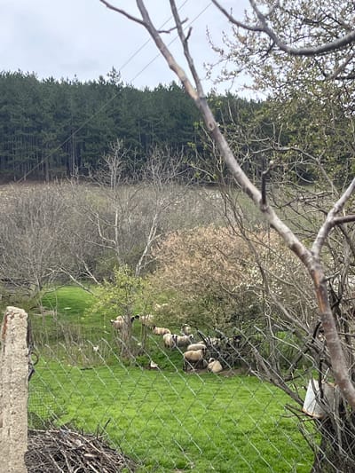 The image, apparently taken in a rural area of Nevestino, Bulgaria, shows a grassy field enclosed by a chain-link fence. A flock of sheep is grazing inside the enclosure. A dense forest borders the field on one side. A tree with bare branches dominates the foreground, partially obscuring the view. Debris, possibly dead branches, are piled near the bottom of the image. The sky is overcast.
